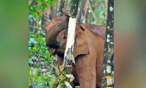 ആറളം ഫാമിന്റെ റബർ തോട്ടത്തിൽ നാശം വിതച്ച് കാട്ടാനക്കൂട്ടം ആറളം ഫാമിന്റെ റബർ തോട്ടത്തിൽ നാശം വിതച്ച് കാട്ടാനക്കൂട്ടം