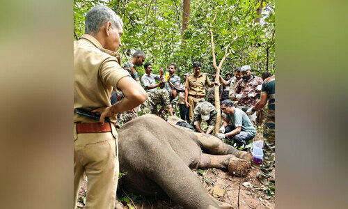കാ​ലി​ന് മു​റി​വേ​റ്റ കാ​ട്ടാ​ന​ക്ക് മ​യ​ക്കു​വെ​ടി വെ​ച്ച് ചി​കി​ത്സ ന​ൽ​കി