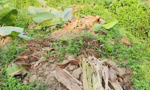 പ​ന്നി​ശ​ല്യം; പൊ​റു​തി​മു​ട്ടി ക​ർ​ഷ​ക​ർ