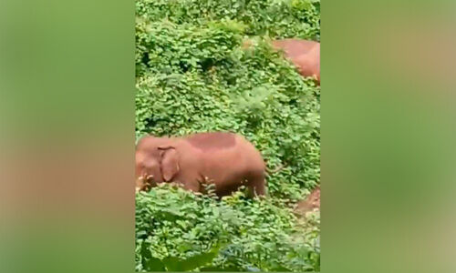 മുണ്ടക്കുന്നിൽ കാട്ടാനക്കൂട്ടമിറങ്ങി മുണ്ടക്കുന്നിൽ കാട്ടാനക്കൂട്ടമിറങ്ങി