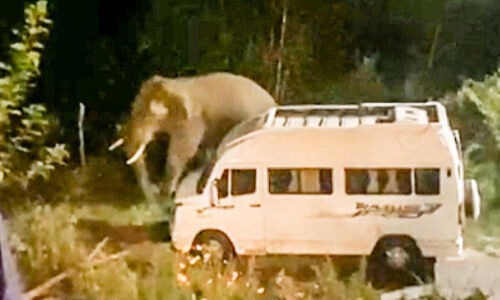 ഭീതിയോടെ കീഴാന്തൂർ; രാത്രിയിൽ കൃഷിത്തോട്ടത്തിൽ എട്ട് ആനകൾ ഭീതിയോടെ കീഴാന്തൂർ; രാത്രിയിൽ കൃഷിത്തോട്ടത്തിൽ എട്ട് ആനകൾ