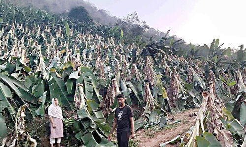 ചുഴലിക്കാറ്റ്; 30,000 വാഴകൾ നിലംപൊത്തി ചുഴലിക്കാറ്റ്; 30,000 വാഴകൾ നിലംപൊത്തി