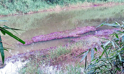 സുന്ദരിപ്പായലല്ല, ഇത് അധിനിവേശ സസ്യം സുന്ദരിപ്പായലല്ല, ഇത് അധിനിവേശ സസ്യം