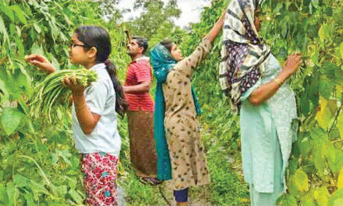മണ്ണിൽ പൊന്നുവിളയിച്ച്​ സമീറും കുടുംബവും