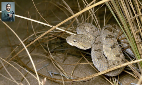 പേടിപ്പെടുത്തുന്ന മരുഭൂ ഇഴ ജീവികൾ