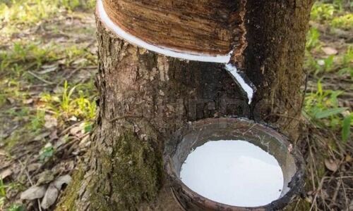 ചിരട്ടപ്പാൽ ഇറക്കുമതി: നിലപാട്​ മാറ്റാതെ കേന്ദ്രം, ആശങ്കയിൽ റബർ കർഷകർ