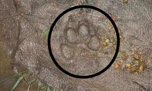 പുലിപ്പേടി ഒഴിയാതെ മലയോരമേഖല; ഭാ​ര​തീ​പു​രം ഓ​യി​ൽ പാം ​തോ​ട്ട​ത്തി​ലെ വ​ഴി​യി​ലാ​ണ് പു​ലി​യെ ക​ണ്ട​ത്