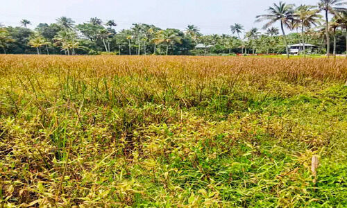 നിറം മങ്ങി നാട്ടികയുടെ നെല്ലറപ്പെരുമ