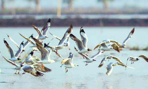 അവഗണനയേറെ: ദേശാടനപ്പക്ഷികളുടെ പറുദീസയായി ചേരുങ്കൽ