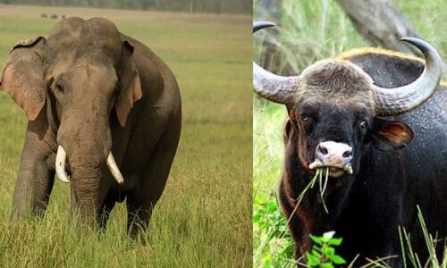 ആന, കാട്ടുപോത്ത്;​ ആശങ്ക ഒഴിയാതെ മാങ്കുളം