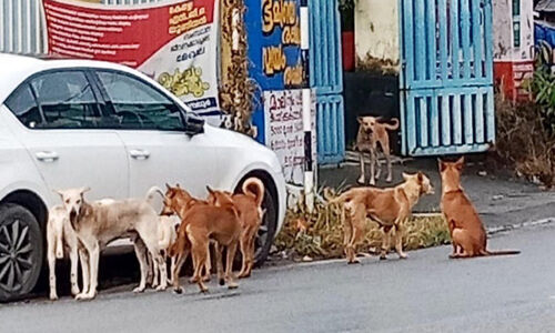 തെരുവുനായ നിയന്ത്രണവും പുനരധിവാസ കേന്ദ്രവും; പദ്ധതി പാതിവഴിയിൽ ഉപേക്ഷിച്ചു തെരുവുനായ നിയന്ത്രണവും പുനരധിവാസ കേന്ദ്രവും; പദ്ധതി പാതിവഴിയിൽ ഉപേക്ഷിച്ചു