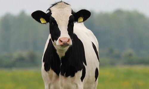 വാക്സിനെടുത്ത പശു തളര്‍ന്നുവീണു