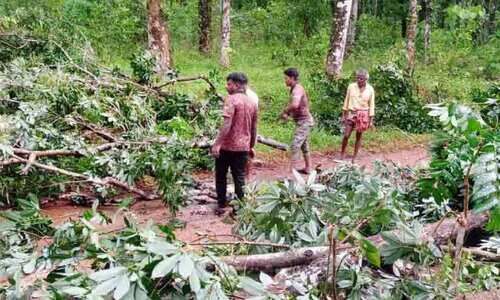 ചുഴലിക്കാറ്റിലും മഴയിലും ആറളം ഫാമിൽ വൻ കൃഷിനാശം ചുഴലിക്കാറ്റിലും മഴയിലും ആറളം ഫാമിൽ വൻ കൃഷിനാശം