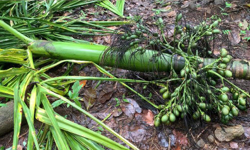 പുഴമൂലയിൽ കാട്ടാനകളുടെ വിഹാരം പുഴമൂലയിൽ കാട്ടാനകളുടെ വിഹാരം