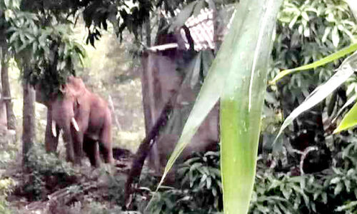 ജ​ന​വാ​സ മേ​ഖ​ല​യെ മു​ൾ​മു​ന​യി​ൽ നി​ർ​ത്തി കാ​ട്ടാ​ന​ക​ൾ