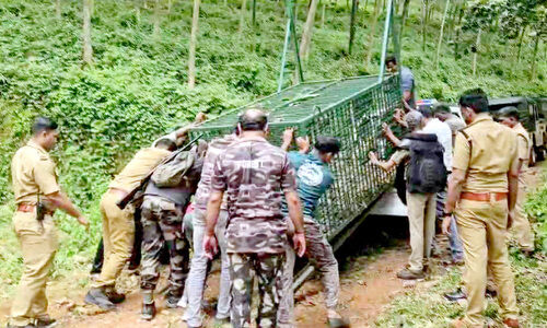 കടുവ വീണ്ടും കൺമുന്നിൽ ; കണ്ടത് പുറ്റള നഗറിന് സമീപം കടുവ വീണ്ടും കൺമുന്നിൽ ; കണ്ടത് പുറ്റള നഗറിന് സമീപം