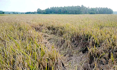 തുടർച്ചയായ മഴ നെൽ കർഷകരുടെ ഉറക്കം കെടുത്തുന്നു
