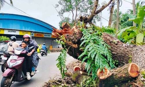 വീ​ണ ത​ണ​ൽ മ​രം യാ​ത്ര​ക്കാ​ർ​ക്ക് ഭീ​ഷ​ണി; ആ​ര് മു​റി​ച്ചു​മാ​റ്റും ഈ ​അ​പ​ക​ടക്കെണി