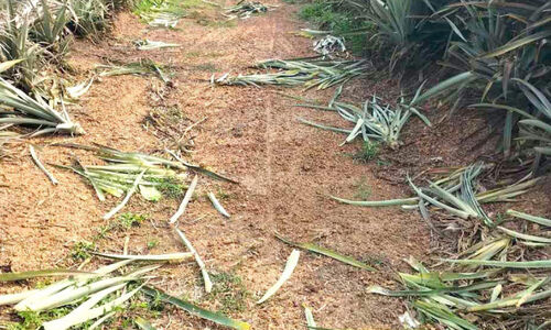 ഏഴേക്കർ പൈനാപ്പിൾ തോട്ടം നശിപ്പിച്ച് കാട്ടു പന്നികളുടെ അതിക്രമം
