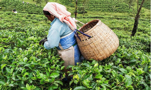 പ്ര​തീ​ക്ഷ​യി​ൽ തേയില ക​ർ​ഷ​ക​ർ; കൊളുന്ത് ഉൽപാദനം വർധിച്ചു, വിലയും ഉയർന്നു