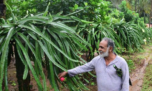 സ്ക​റി​യ പി​ള്ള​; സമ്മിശ്ര കൃഷിയിൽ വ്യത്യസ്തൻ