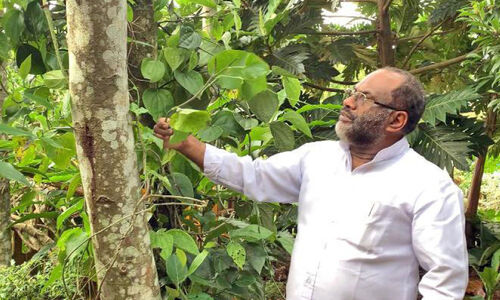 പരിസ്ഥിതി സംരക്ഷണത്തിന് നാല് സെന്റിൽ സമ്മിശ്ര കൃഷി പരിസ്ഥിതി സംരക്ഷണത്തിന് നാല് സെന്റിൽ സമ്മിശ്ര കൃഷി