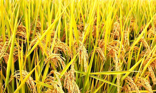 തൂക്കക്കിഴിവ്​; നെൽ കർഷകരുടെ കുത്തിനു​പിടിച്ച്​ ഇടനിലക്കാർ; കൂട്ടിന്​ പാഡി ഓഫിസർമാരും