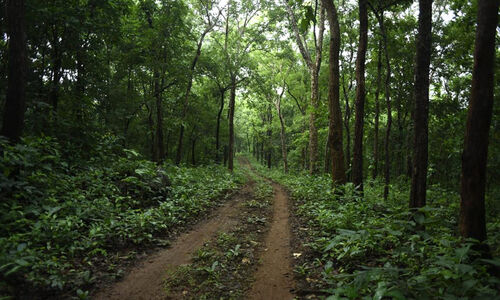 വനംമന്ത്രിക്ക് കസേര നിലനിർത്തണം, കുടിയേറ്റ കർഷകർക്ക് ജീവനും; വനത്തിലും വനംവകുപ്പിലും അതിജീവനപോരാട്ടം വനംമന്ത്രിക്ക് കസേര നിലനിർത്തണം, കുടിയേറ്റ കർഷകർക്ക് ജീവനും; വനത്തിലും വനംവകുപ്പിലും അതിജീവനപോരാട്ടം