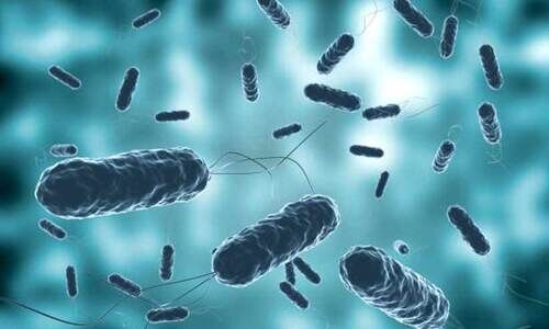 വഴിക്കടവിൽ കോളറ സ്ഥിരീകരിച്ചു; ആരോഗ‍്യവകുപ്പ് അടിയന്തര യോഗം വിളിച്ചു