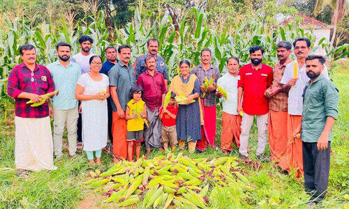 പരീക്ഷണം ഹിറ്റായി! ചോളം കൃഷിയിൽ മികച്ച വിളവ്