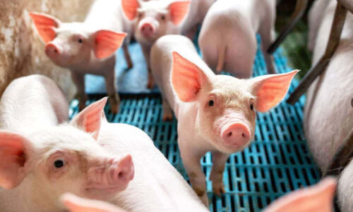 നാട്ടുകാർക്ക് ദുരിതമായി പന്നി ഫാമുകള്‍