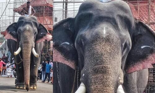 കൊമ്പൻ ഈരാറ്റുപേട്ട അയ്യപ്പൻ ചരിഞ്ഞു