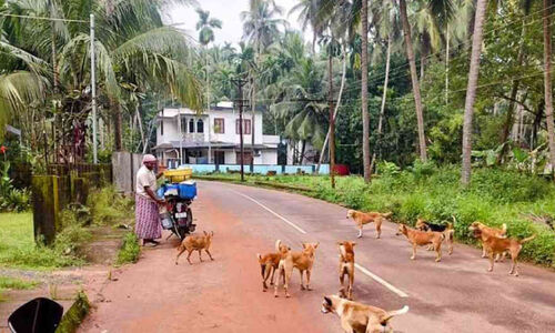 തെരുവുനായ് ശല്യത്തിൽ കുരുങ്ങി മാഹി