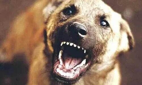 തെരുവുനായ് ഭീതിയിൽ പൊഴുതന; പത്തുപേർക്ക് കടിയേറ്റു തെരുവുനായ് ഭീതിയിൽ പൊഴുതന; പത്തുപേർക്ക് കടിയേറ്റു