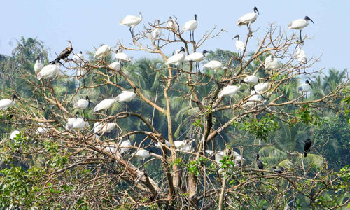 കൂട്ടുകൂടി കൂടണയാൻ തിരുനാവായ ഇഷ്ട കേന്ദ്രം... കൂട്ടുകൂടി കൂടണയാൻ തിരുനാവായ ഇഷ്ട കേന്ദ്രം...