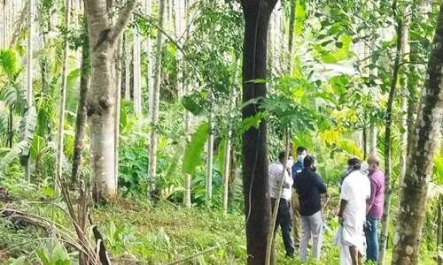 ആ​റ് സി.​സി.​ടി.​വി കാ​മ​റ​ക​ൾ സ്ഥാ​പി​ച്ചു; അ​മ്പ​ഴ​ങ്ങ മ​ര​ത്തി​നു​സ​മീ​പം വി​ദ​ഗ്ധ സം​ഘം പ​രി​ശോ​ധ​ന ആ​രം​ഭി​ച്ചു