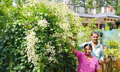 മണിമുല്ല പൂത്തുലഞ്ഞു; ‘കുളിരാ’യി സുഗന്ധം