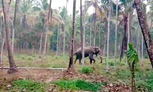 കാട്ടാന സാന്നിധ്യം; മൂത്തേടം നമ്പൂരിപ്പൊട്ടി നിവാസികള്‍ ദുരിതത്തില്‍
