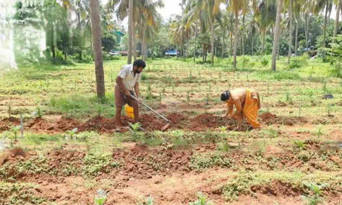 മൊട്ടിടാത്ത സ്വപ്നങ്ങളുമായി ചെണ്ടുമല്ലി കർഷകർ മൊട്ടിടാത്ത സ്വപ്നങ്ങളുമായി ചെണ്ടുമല്ലി കർഷകർ