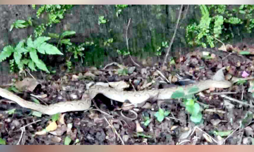 കാട് കയറി ഫ്ലാറ്റ്ഫോം; പരിഭ്രാന്തി പരത്തി കൂറ്റൻ അണലി