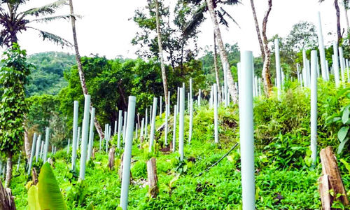 കുരുമുളക് കൃഷിയിൽ പുതുമാതൃക; ഇത്​ കാക്കിക്കുളളിലെ കര്‍ഷകന്‍
