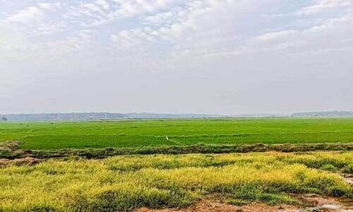 കോൾ കർഷകർക്ക് ആശ്വാസമായി വേനൽ മഴയെത്തി കോൾ കർഷകർക്ക് ആശ്വാസമായി വേനൽ മഴയെത്തി