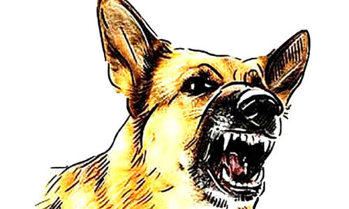 രണ്ടു വയസ്സുകാരന്റെ മുഖം തെരുവുനായ് കടിച്ചുകീറി; കണ്ണിലും കഴുത്തിലും തലയിലും മാരകമായി കടിയേറ്റു രണ്ടു വയസ്സുകാരന്റെ മുഖം തെരുവുനായ് കടിച്ചുകീറി; കണ്ണിലും കഴുത്തിലും തലയിലും മാരകമായി കടിയേറ്റു