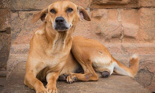 കോഴികളെ കൊന്നൊടുക്കി തെരുവുനായ്​ക്കൾ; പൊറുതിമുട്ടി വാഴക്കാല നിവാസികൾ