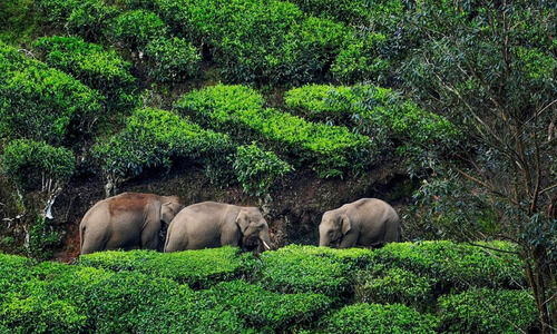 ജനവാസമേഖലയിലും കൃഷിയിടങ്ങളിലും ഇറങ്ങി കാട്ടാനകൾ ജനവാസമേഖലയിലും കൃഷിയിടങ്ങളിലും ഇറങ്ങി കാട്ടാനകൾ