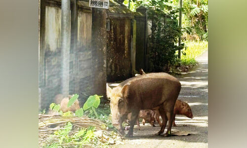 പു​റ​ത്തി​റ​ങ്ങാ​ൻ പേ​ടി​ച്ച് ജ​നം