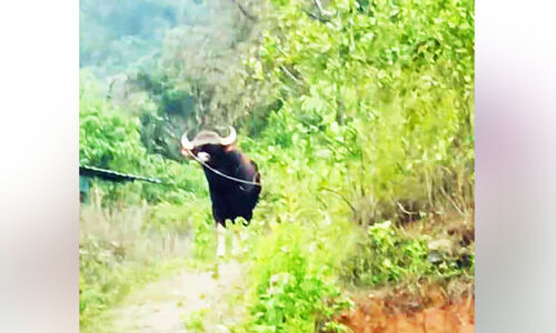 ജനവാസ മേഖലയിൽ ഭീതി പരത്തി കാട്ടാനയും കാട്ടുപോത്തും ജനവാസ മേഖലയിൽ ഭീതി പരത്തി കാട്ടാനയും കാട്ടുപോത്തും