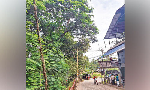 പാലൂർ കനാൽ ഭാഗത്ത് അപകടഭീഷണിയായി റോഡരികിലെ ചീനിമരങ്ങൾ പാലൂർ കനാൽ ഭാഗത്ത് അപകടഭീഷണിയായി റോഡരികിലെ ചീനിമരങ്ങൾ