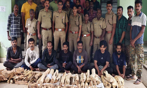 204 കിലോ ചന്ദനവുമായി ഏഴുപേർ പിടിയിൽ