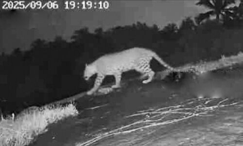 പുലി വീണ്ടും വന്നു; കെണിയുടെ മുന്നിൽ വിശ്രമിച്ച് പുലി ദൃശ്യം കാമറയിൽ പുലി വീണ്ടും വന്നു; കെണിയുടെ മുന്നിൽ വിശ്രമിച്ച് പുലി ദൃശ്യം കാമറയിൽ